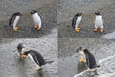 Пингвины влюблённые. Эти двое бежали с разных концов острова, а потом, кажется, целовались…