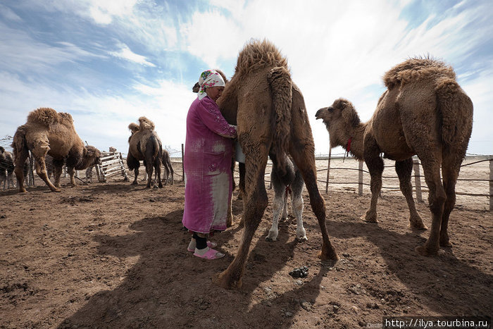 Верблюд — это не только ценный мех, но и полезное молоко! Казахстан