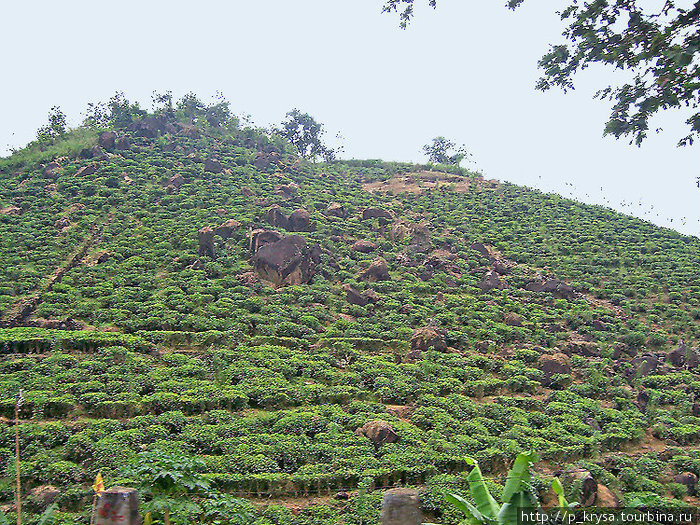 Чай растет высоко в горах Шри-Ланка