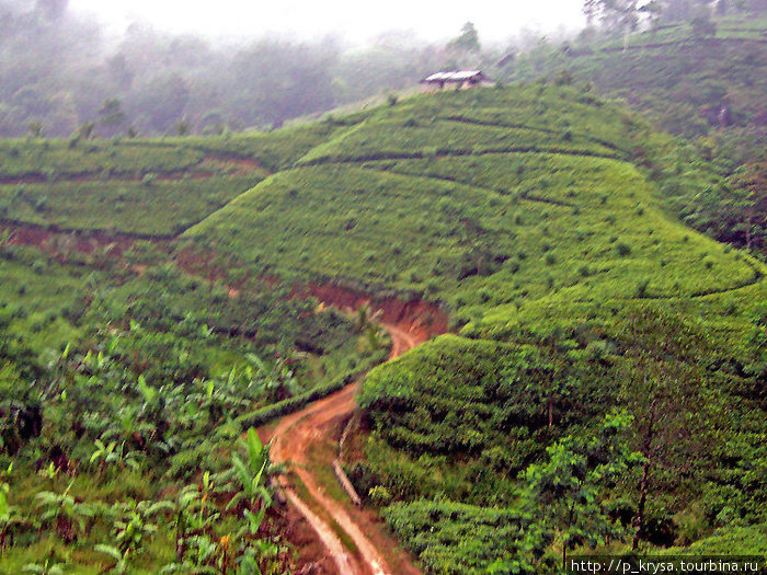 Тропинка среди чайных плантаций Шри-Ланка