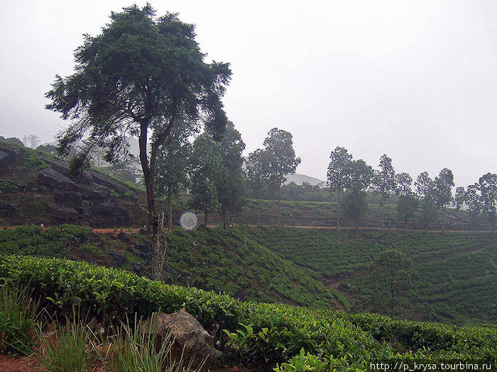 В районе заповедника хорошо растет чай Провинция Сабарагамува, Шри-Ланка