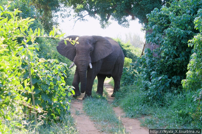 встреча со слоном Провинция Лимпопо, ЮАР