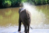 Слоновий душ