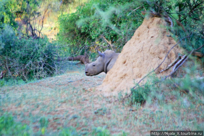 детеныш носорога за термитником Провинция Лимпопо, ЮАР