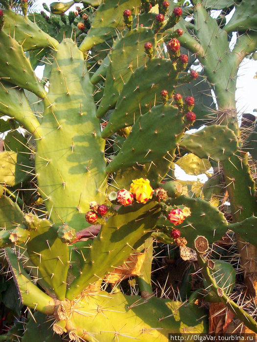 Цветение кактусов Джинджа, Уганда