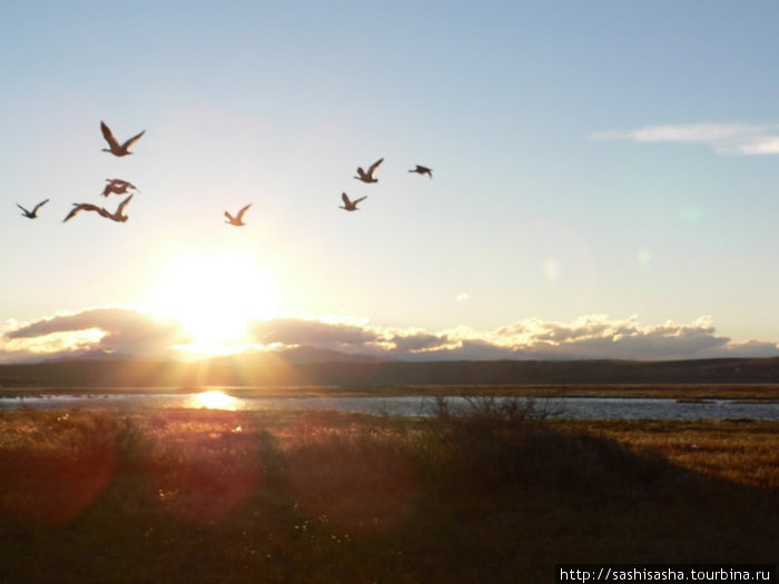 Гнездовья птиц на озере Аргентино Эль-Калафате, Аргентина