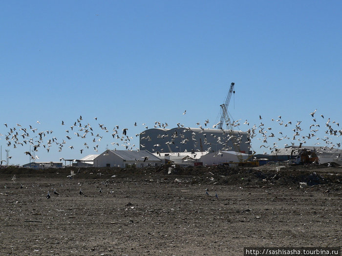 Вокруг порта кружат чайки в ожидании свежего улова Комодоро-Ривадавия, Аргентина