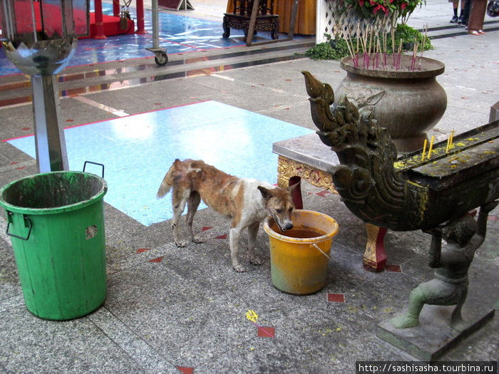 Трогательная плешивая храмовая собака. Бангкок, Таиланд