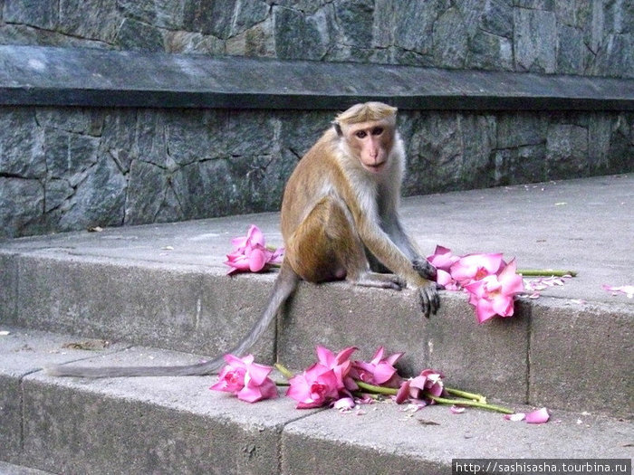 Как бы трогательно они не выглядели, будьте осторожны, когда обезьяны на своей территории, они могут в сегунду превратиться из очаровательных зверушек в агрессивных тварей. Дамбулла, Шри-Ланка