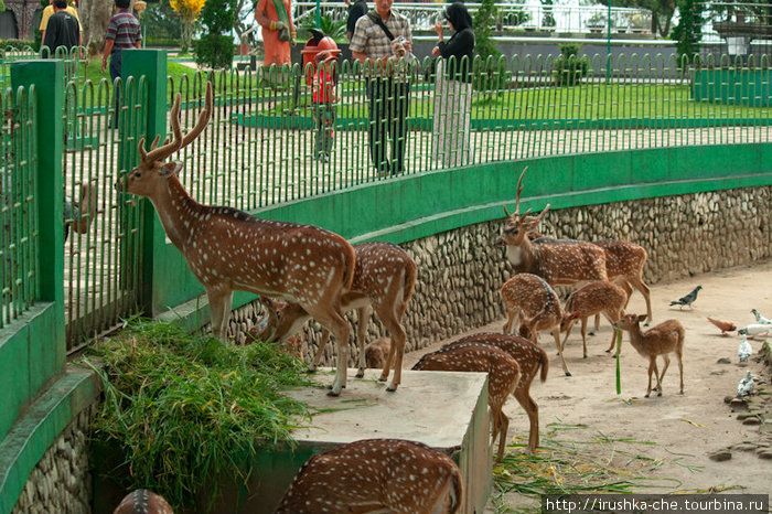 Экскурсия по зоопарку Букиттинги, Индонезия