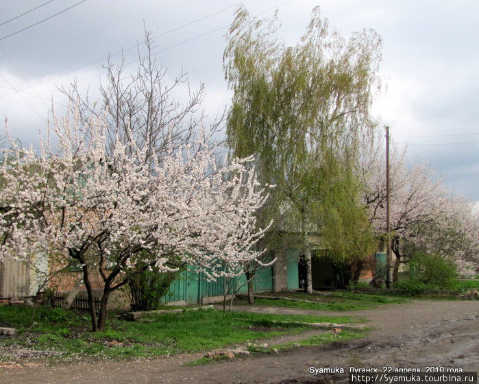 Утопающий в цветении абрикос, а рядом с ним роскошная береза (березы в тех краях — редкость). Луганск, Украина