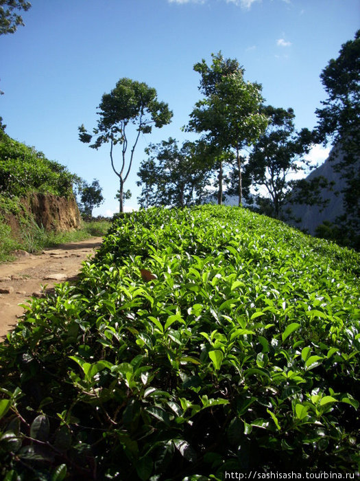 Элла. Часть 2. Чайные плантации. Малый Пик Адама Элла, Шри-Ланка