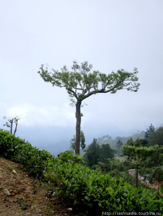 Чайные плантации Липтона Хапутале, Шри-Ланка