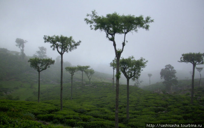 Вид чайных плантаций в тумане завораживает. Хапутале, Шри-Ланка
