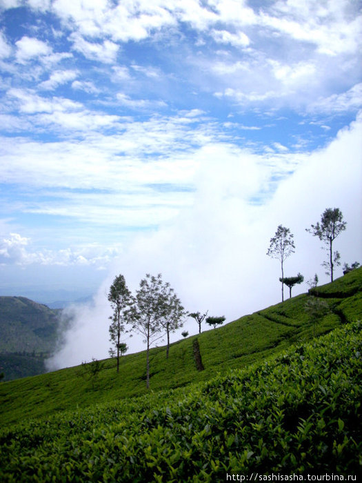 Чайные плантации Липтона Хапутале, Шри-Ланка