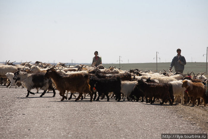 По дороге в рыбацкий поселок Бугунь из засады прямо перед машиной выбежало стадо овец. Аральск, Казахстан