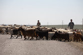 По дороге в рыбацкий поселок Бугунь из засады прямо перед машиной выбежало стадо овец.