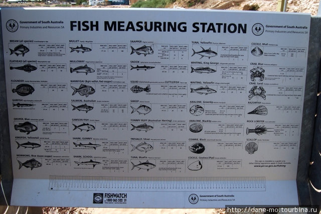 Рыбы, которые можно поймать в море Стрики-Бей, Австралия