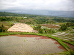 На Бали тоже выращивают рис.