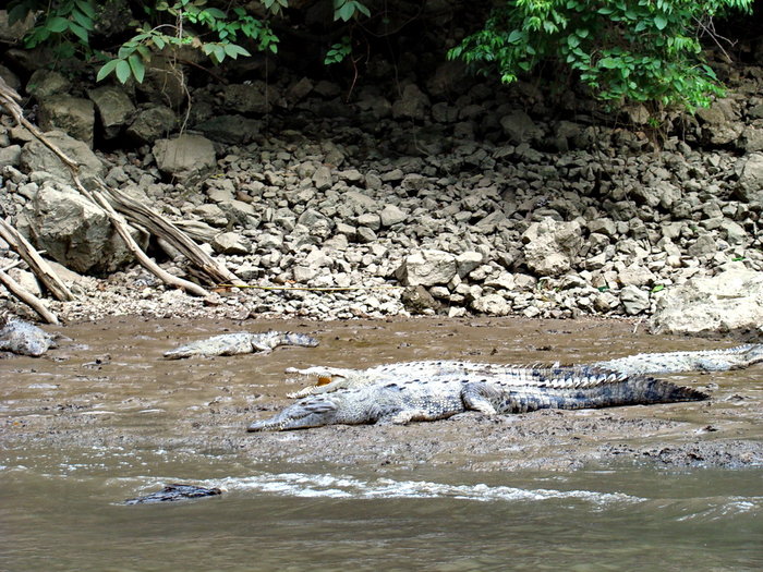 позже мы встретили крокодилов отдыхающих на берегу Чьяпа-де-Корсо, Мексика