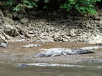 позже мы встретили крокодилов отдыхающих на берегу
