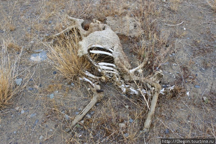 На пустынных дорогах можно увидеть скелеты животных, скелетов не уехавших автостопом путешественников на дороге не встречал... Аргентина