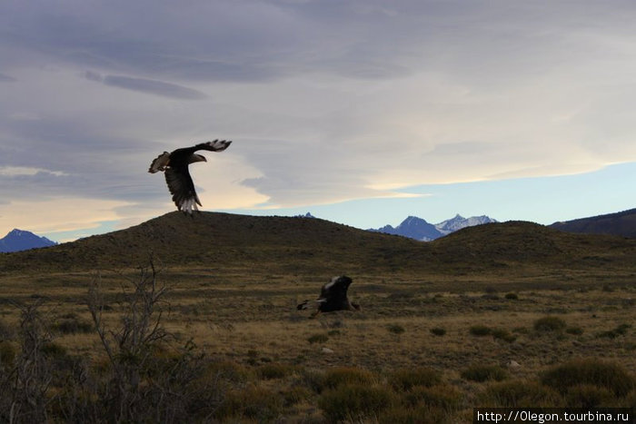 На дороге можно увидеть летающих орлов Аргентина