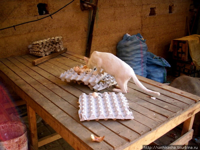 Уличный кот промышляет. Фес, Марокко