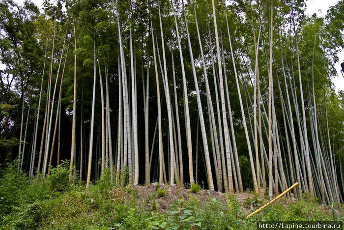 Заросли бамбука за Кэнтё-дзи Камакура, Япония