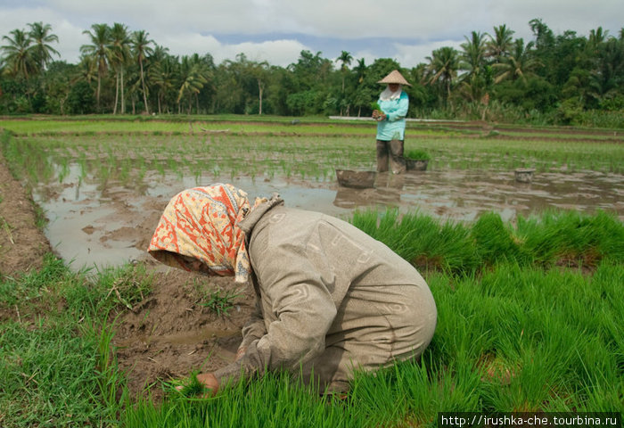 Вести с рисовых полей Букиттинги, Индонезия