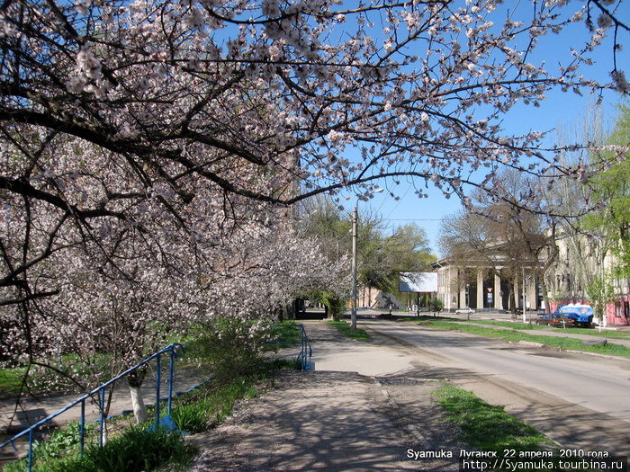 В настоящее время разросшиеся цветущие деревья прикрывают неблагоустроенный двор. Луганск, Украина