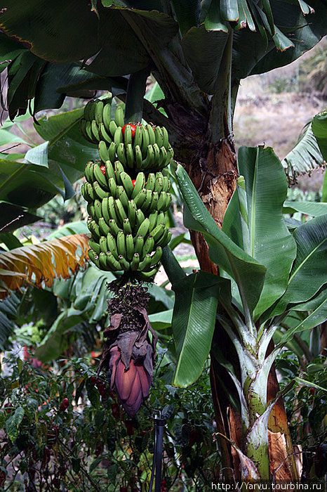Основной источник доходов на Ла-Гомера — выращивание бананов. Зачем в них хранят помидоры не понятно :)