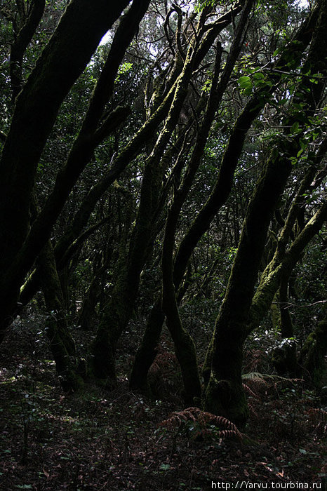 Реликтовый лес в парке Гарахонай.