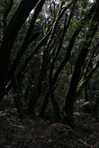 Реликтовый лес в парке Гарахонай.
