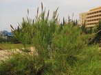 Кортадерия (или пампасова трава) может достигать в высоту до 3-х метров!