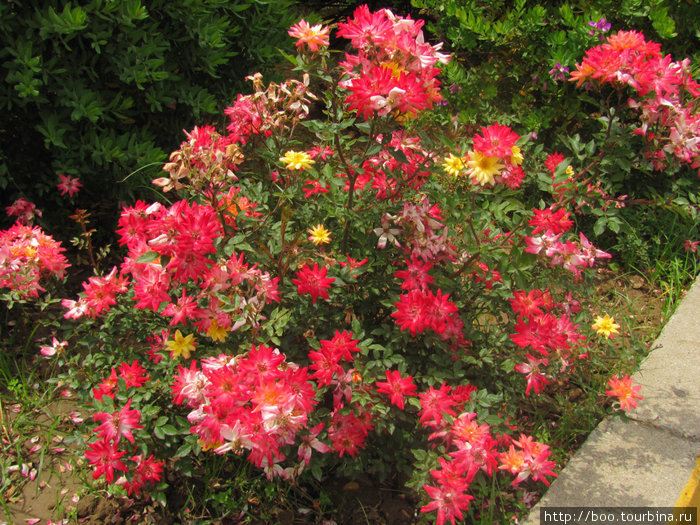 Чудный розовый куст — на отдом растении цветы жёлтых, белых и алых оттенков!