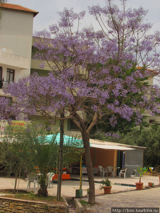 А на этом дереве листьев пока нет. Только фиолетовые цветы. Авсаллар, Турция