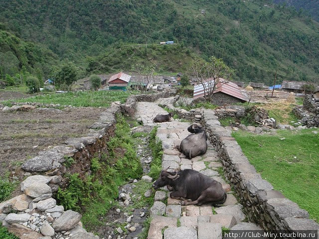 отдых нужен не только людям. Национальный парк Аннапурны, Непал