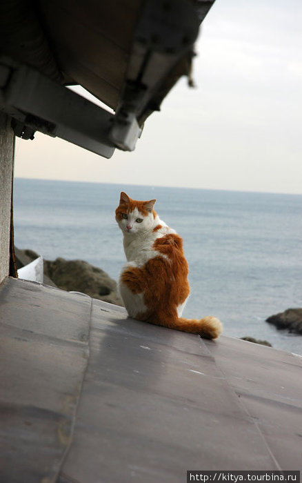 Замечательный экземпляр эносимского кота обнаружился на крыше сувенирной лавки. Любовался на море. Эносима, Япония