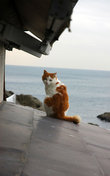 Замечательный экземпляр эносимского кота обнаружился на крыше сувенирной лавки. Любовался на море.