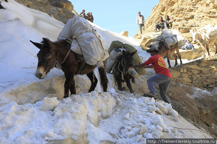 Сначала наш гид с ослик-мэном ледорубом и ногами прорубали тропинку в снегу, а потом потихоньку пускали лошадей. Здесь иногда местные жители носят огромные брёвна наверх, поскольку там нет древесины. Непал