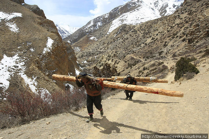 Вот такие огромные брёвна (на строительство и ремонт) носят мужчины (внимание!)и женщины вверх, на высоту 4200-4500 метров. Там уже не растёт ничего кроме травы и кустарника. Непал