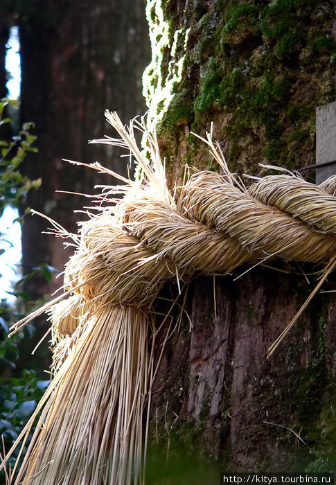 Священное дерево Хаконэ, Япония