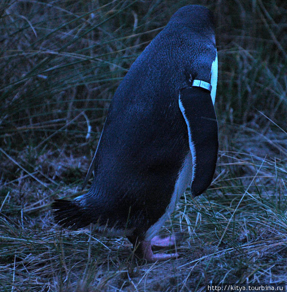 Новозеландские пингвины Оамару, Новая Зеландия