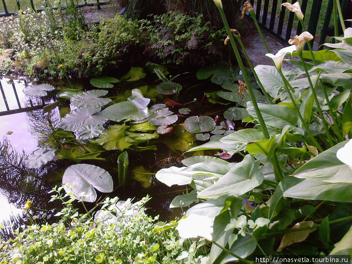 Арто ботаника Неаполь, Италия Арто ботаника Неаполь, Италия