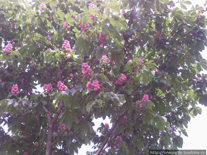 Арто ботаника Неаполь, Италия Арто ботаника Неаполь, Италия