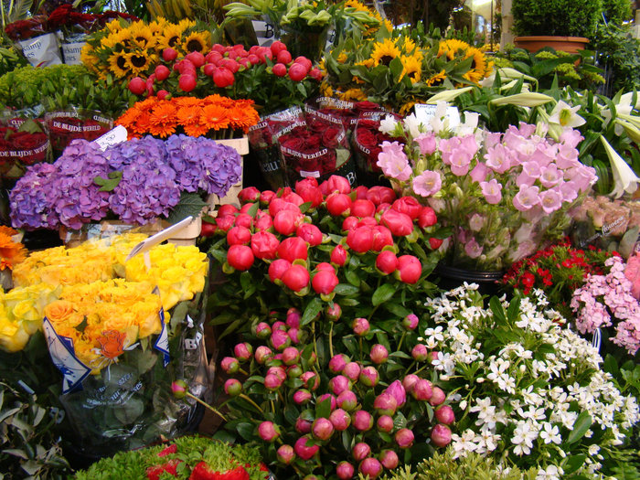 Цветочный рынок или как правильно купить тюльпаны! Амстердам, Нидерланды