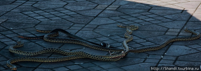 Рядом с факирами шевелятся водяные змеи, связанные за кончики хвостов. Марокко