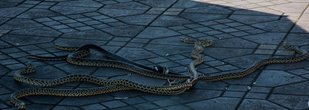Рядом с факирами шевелятся водяные змеи, связанные за кончики хвостов.