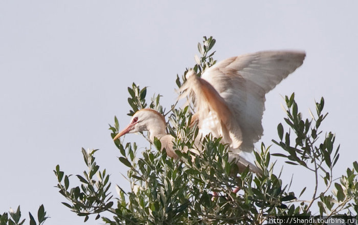 На руинах Челлы гнездится множество птиц. Гвалт стоит неимоверный. Марокко